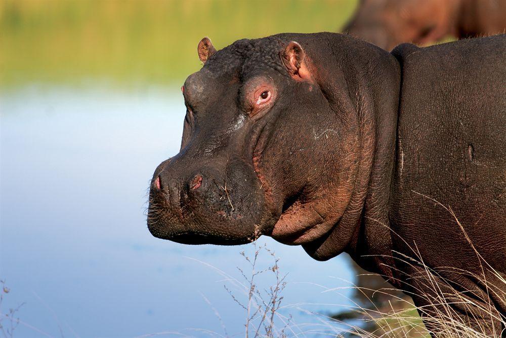 Lalibela Game Reserve - Kichaka Lodge Paterson Luaran gambar