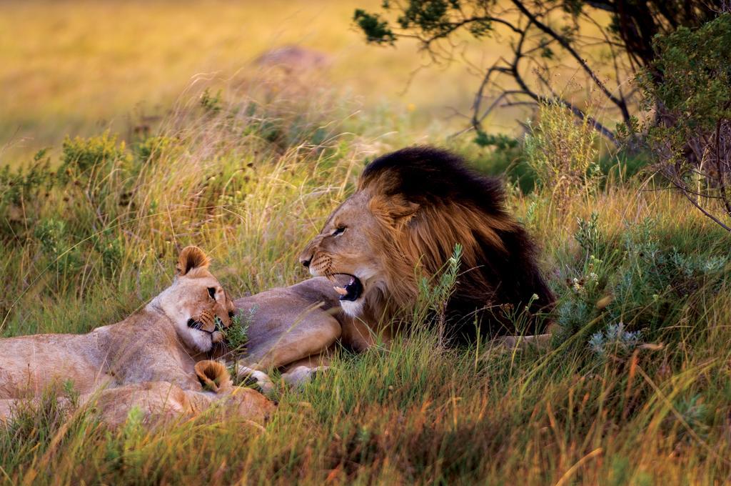 Lalibela Game Reserve - Kichaka Lodge Paterson Luaran gambar