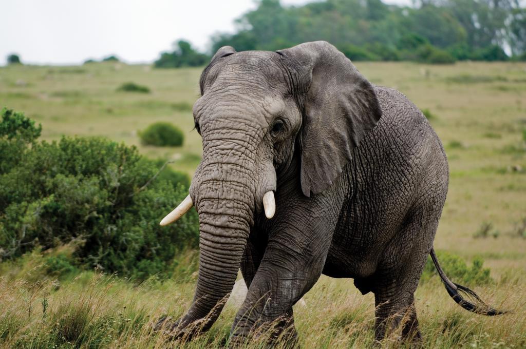 Lalibela Game Reserve - Kichaka Lodge Paterson Luaran gambar