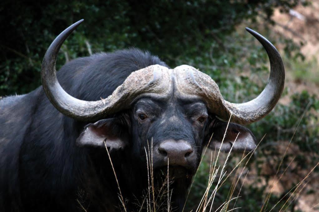 Lalibela Game Reserve - Kichaka Lodge Paterson Luaran gambar