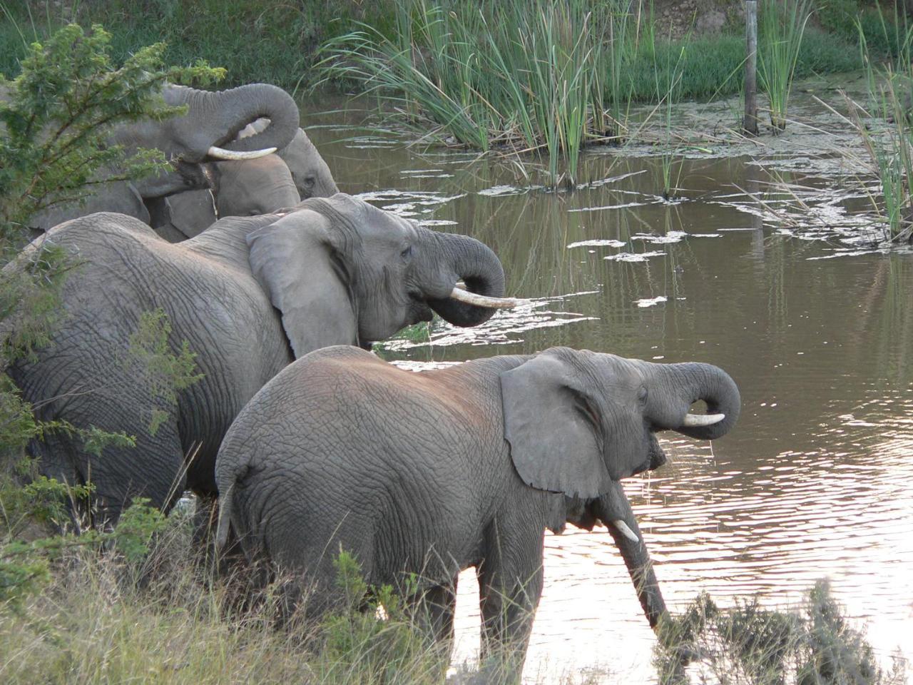 Lalibela Game Reserve - Kichaka Lodge Paterson Luaran gambar