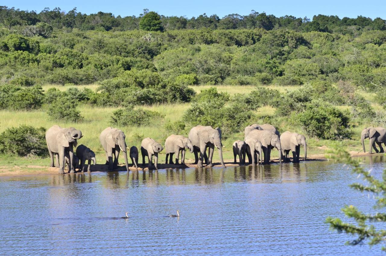 Lalibela Game Reserve - Kichaka Lodge Paterson Luaran gambar