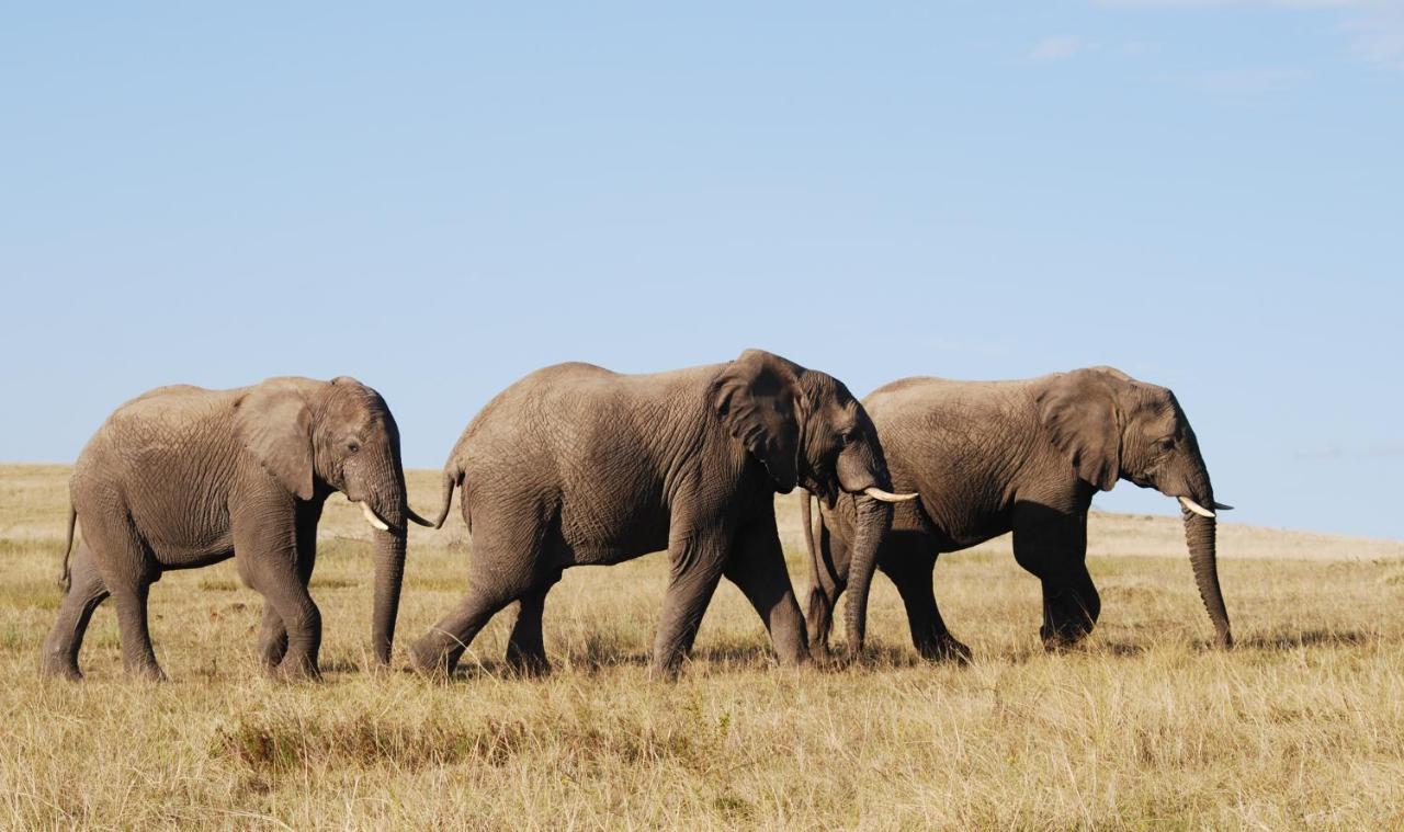 Lalibela Game Reserve - Kichaka Lodge Paterson Luaran gambar