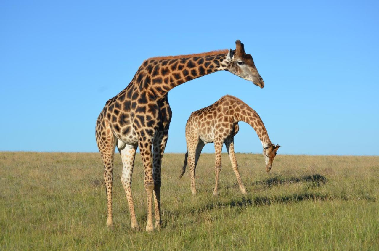 Lalibela Game Reserve - Kichaka Lodge Paterson Luaran gambar