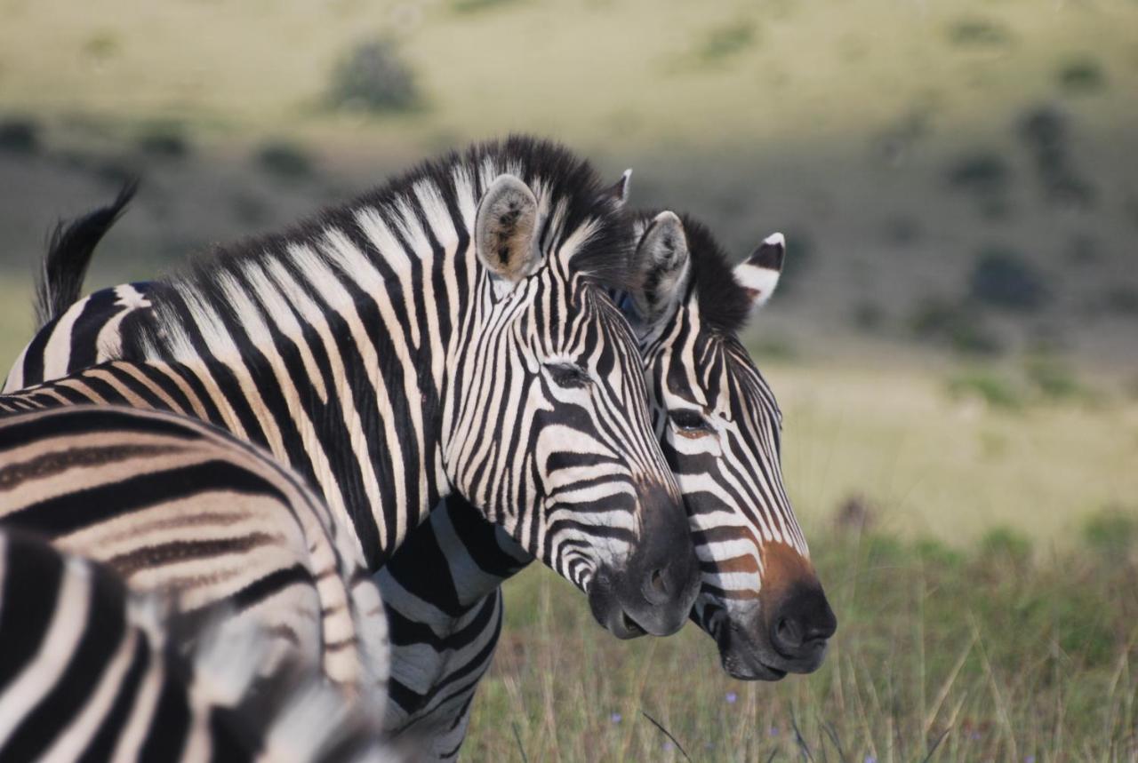 Lalibela Game Reserve - Kichaka Lodge Paterson Luaran gambar