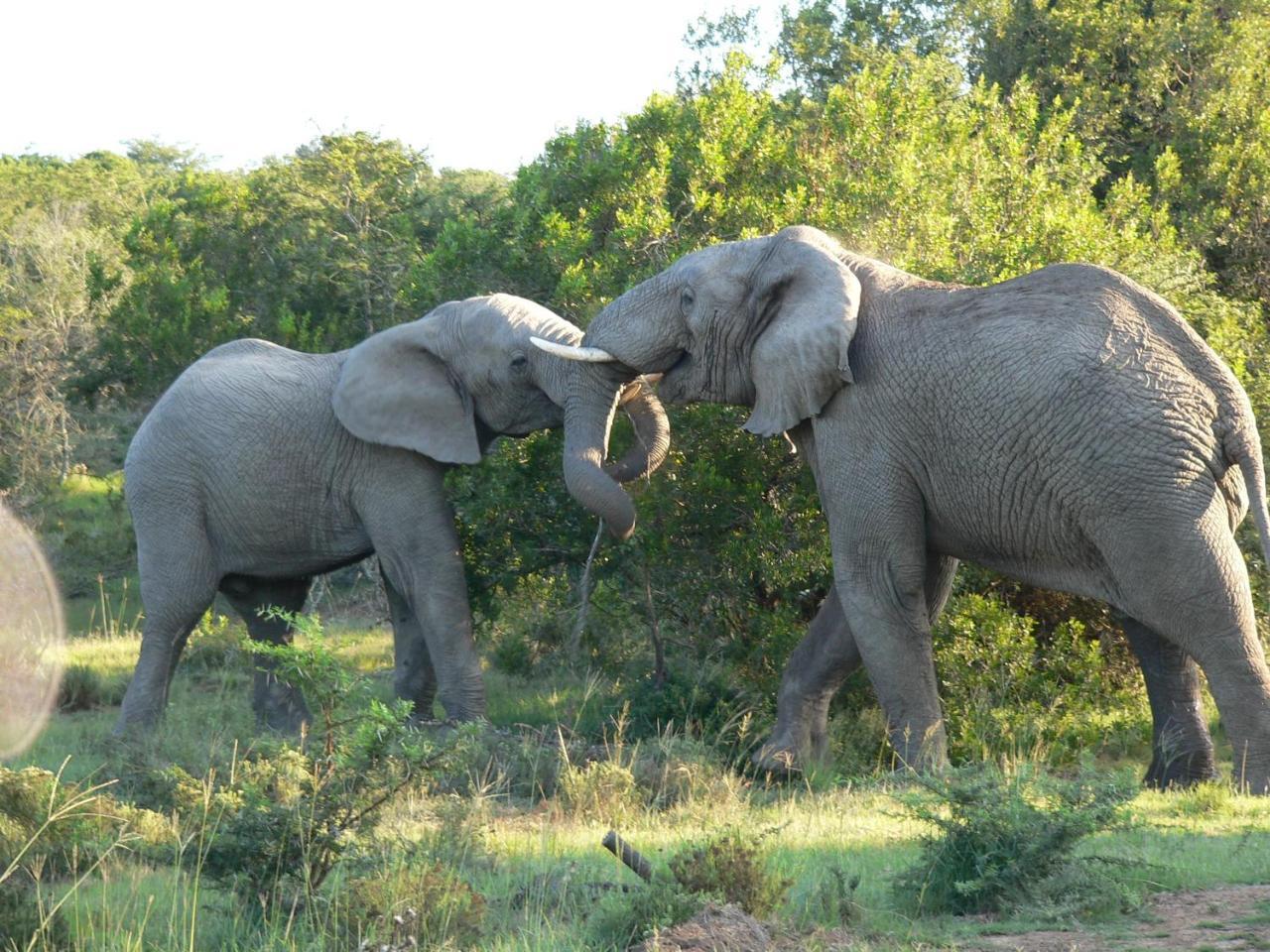 Lalibela Game Reserve - Kichaka Lodge Paterson Luaran gambar
