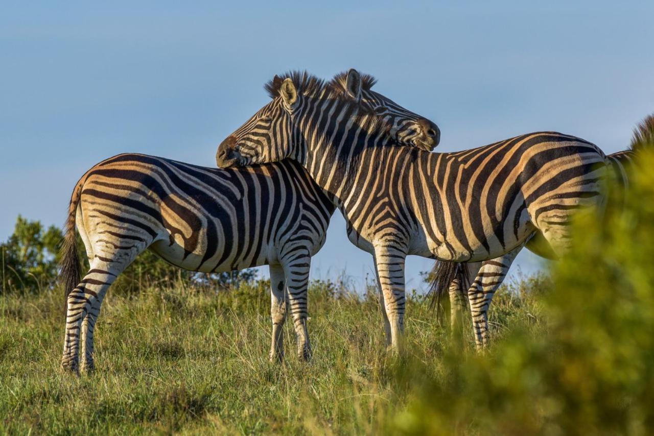 Lalibela Game Reserve - Kichaka Lodge Paterson Luaran gambar