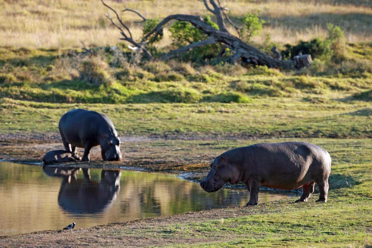 Lalibela Game Reserve - Kichaka Lodge Paterson Luaran gambar