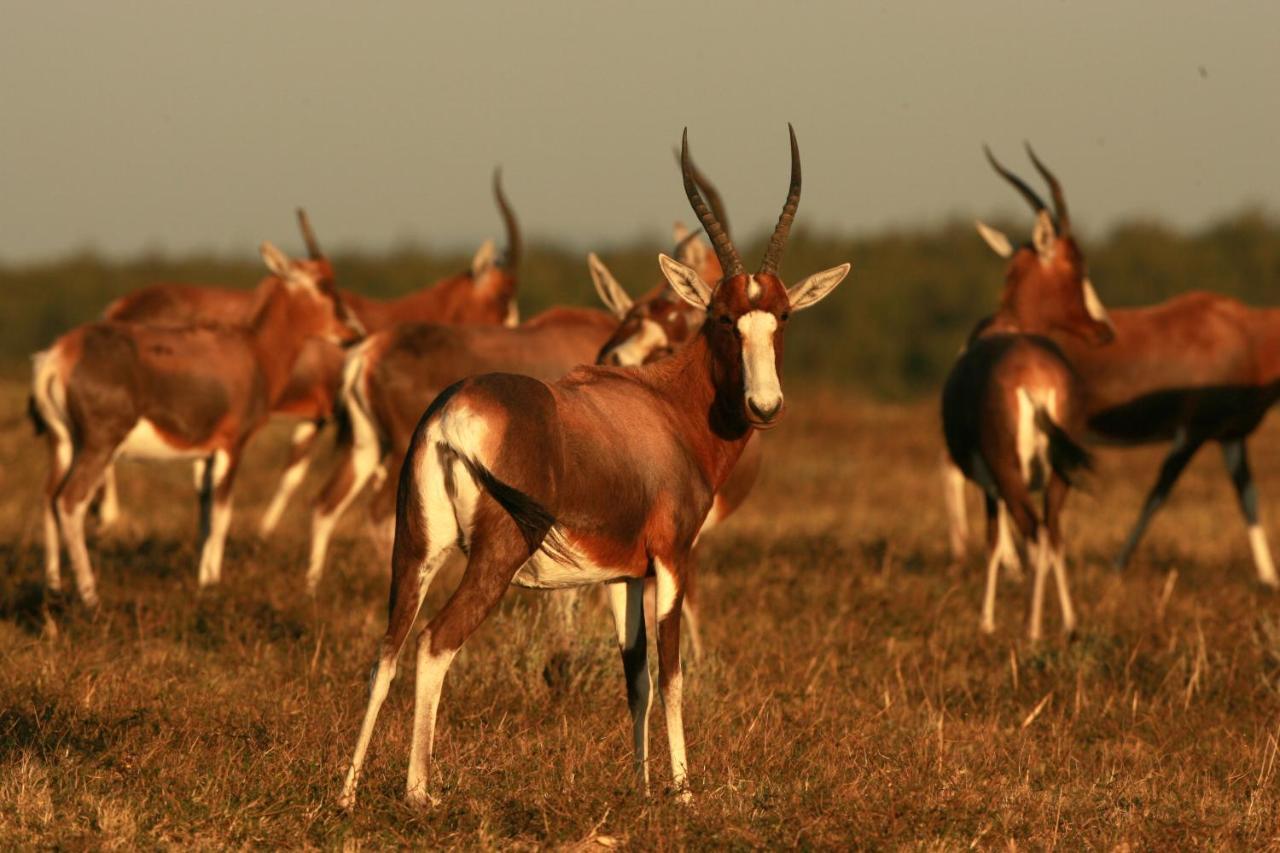 Lalibela Game Reserve - Kichaka Lodge Paterson Luaran gambar